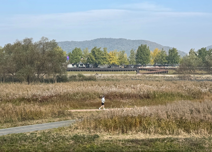 1. ‘가을의 도시’ 아산서 은빛 억새·황금 단풍 즐겨요 (1).JPG