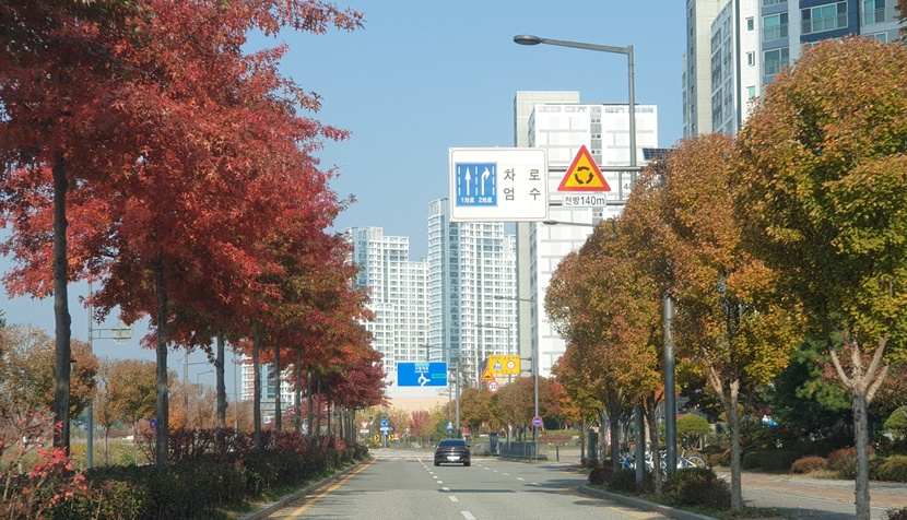 가로수_연간_유지관리(산림자원과).jpg