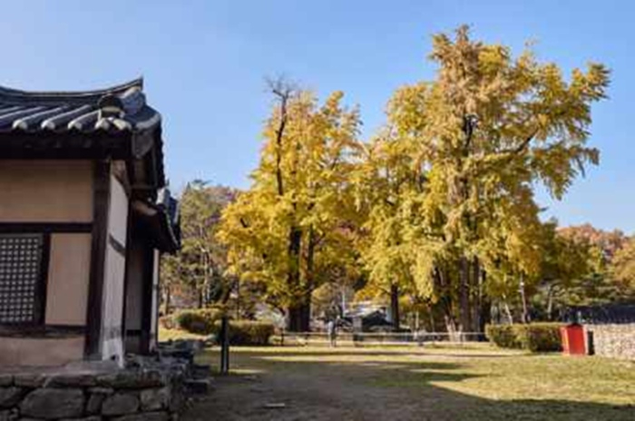 4. 650년 은행나무 아래서 만나는 가을, 아산 맹씨행단 (1).jpg