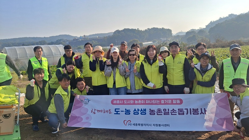 세종사회서비스원 배추수확.jpg