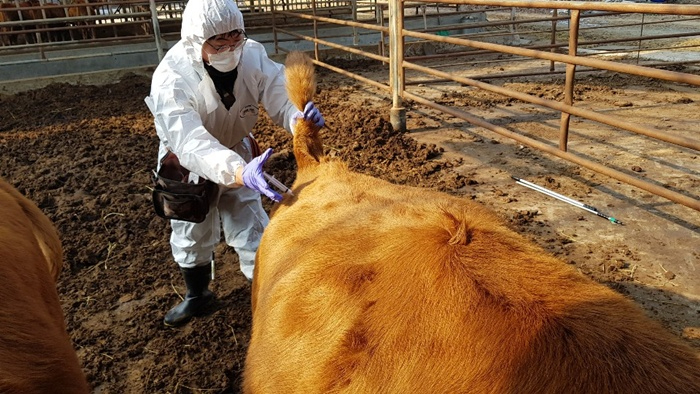 구제역 백신접종 긴급시행(동물정책과).jpg