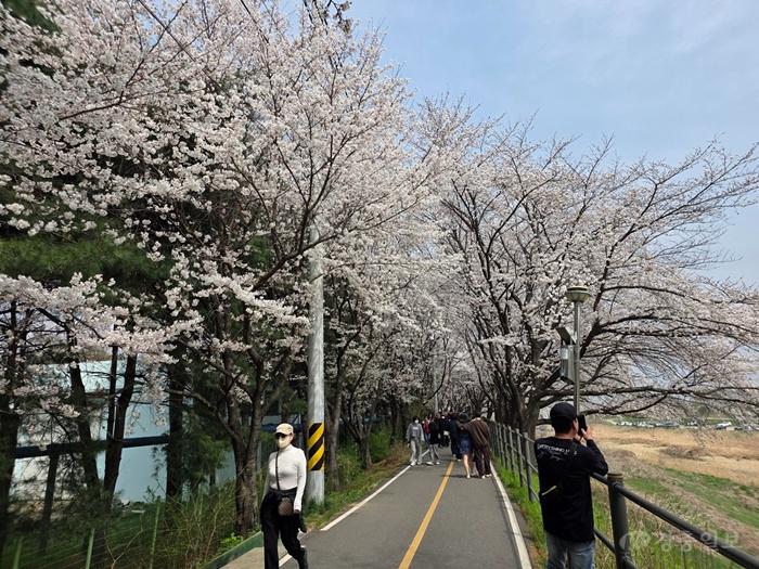 조치원 봄꽃 축제1(조치원읍).jpg