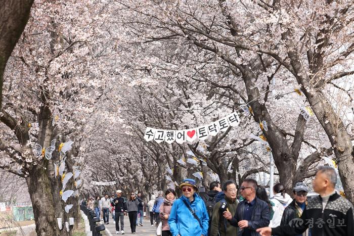 4.13.보은군, ‘2026 보은 벚꽃길 축제’ 성황리 마무리(1).JPG