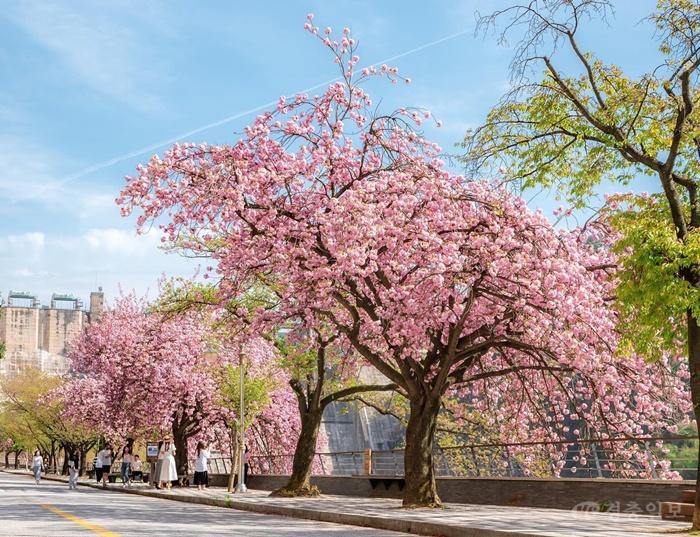 봄의 절정, 충주호에서 만나다… 제13회 벚꽃축제 개최(2025년 개화사진 사진출처 인스타그램 [mini_chae_] (5).jpg