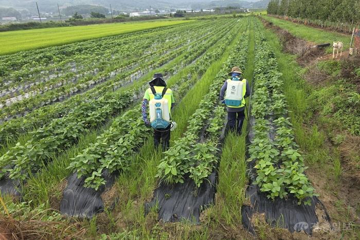 4.22.보은군, 농번기 일손 걱정 덜었다…외국인 계절근로자 현장 안착(1).jpg