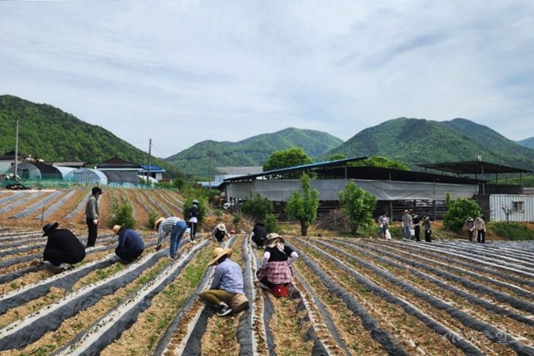 5.8.보은군 산외면, 옥수수·고구마 심기 농촌일손돕기 실시.jpg