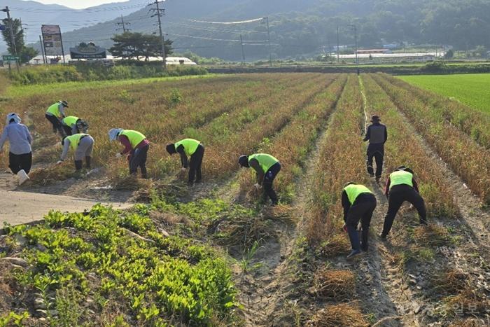 7.31.보은군, 외국인 계절근로자 농촌 일손 해결 ‘큰 힘’…11월까지 연장 운영(1).jpg