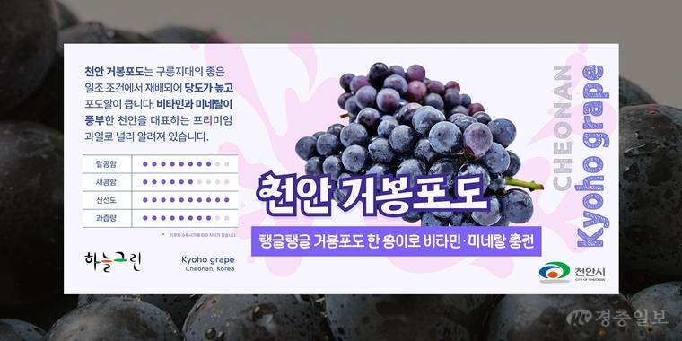 농업정책과(하늘그린 거봉포도 홍보문).jpg