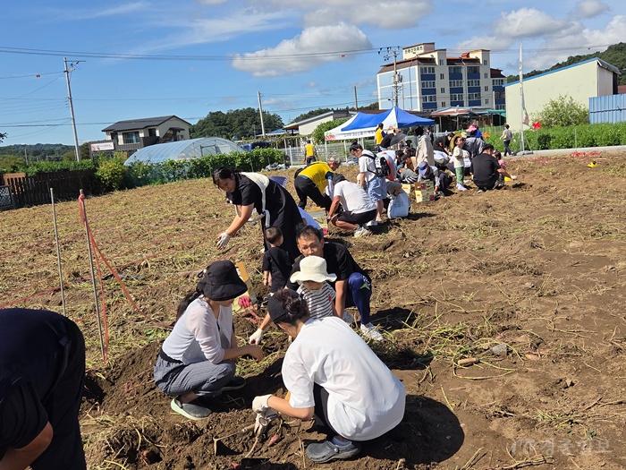 ‘직접 캐고 맛보는 달콤한 가을’… 충주 천등산 고구마 체험행사 개최 (1).jpg