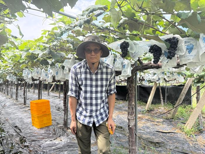 3. 올해의 ‘포도왕’ 영동군 추풍령면 이원재 씨 선정 (1) (추풍령면 이원재 -최우수).jpeg