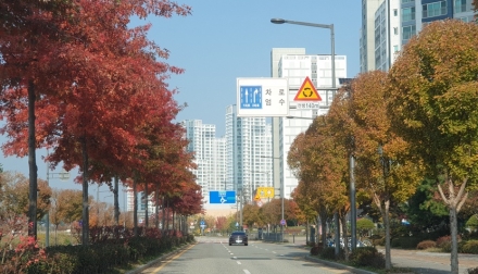 세종시, 체계적인 가로수 관리로 쾌적한 거리환경 조성