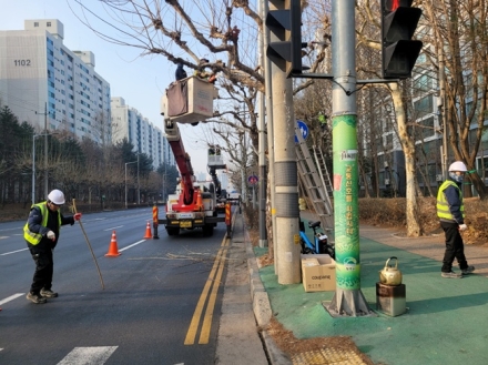 "보행·교통 안전 강화” 청주시, 도로변 가로수 정비 추진
