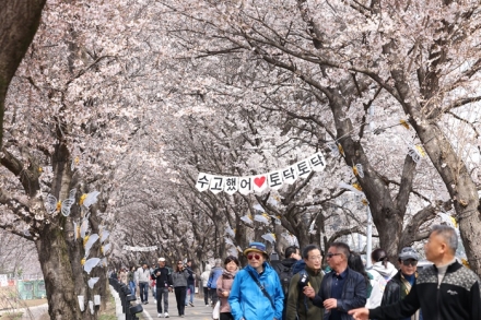보은군, ‘2026 보은 벚꽃길 축제’ 성황리 마무리
