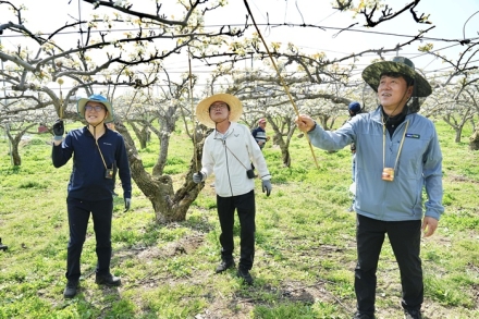 천안시, 배꽃 개화기 맞아 인공수분 일손돕기 총력