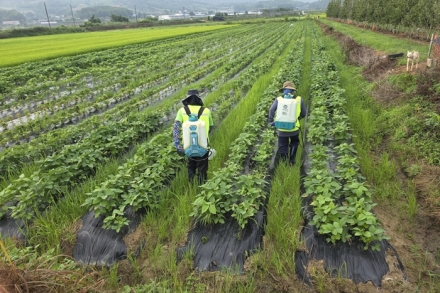 보은군, 농번기 일손 걱정 덜었다…외국인 계절근로자 현장 안착