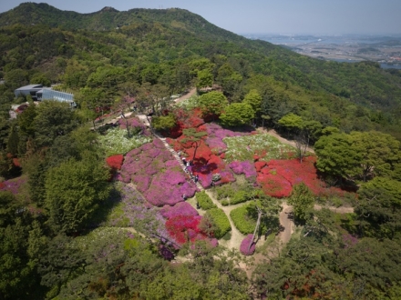 아산 영인산 철쭉제 성료… 봄 산행객 발길 이어져 ‘성황’