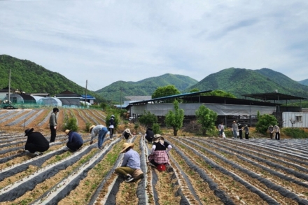 보은 산외면, 농번기 맞아 옥수수·고구마 심기 일손돕기 나서