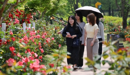 대전 동구, ‘제3회 대청호 장미전시회’ 개최… 장미 향 가득