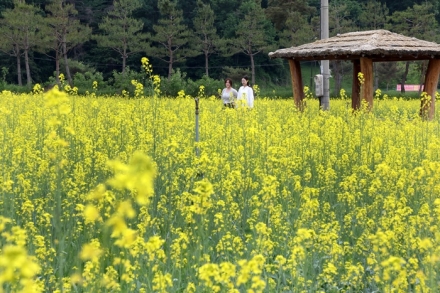 괴산 동진천, 붉은 양귀비와 노란 유채꽃으로 물든 봄 풍경