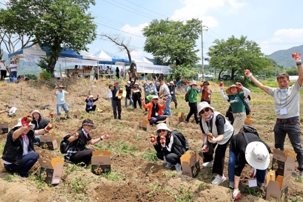 제15회 감물감자축제 성황…사흘간 7천 명 발길·햇감자 8천 박스 판매