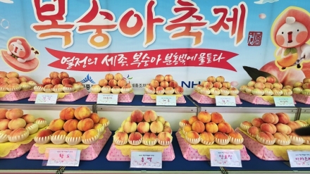 폭염도 못 막은 '복숭아의 힘'…조치원복숭아축제 대성황