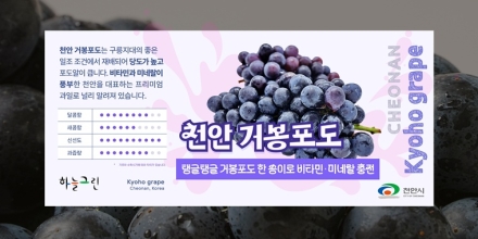 천안시, 6일 '하늘그린 거봉포도' 특별 할인판매