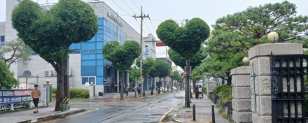 청주 도심 속 ‘하트나무 가로수길’ 전국 우수사례로 인정