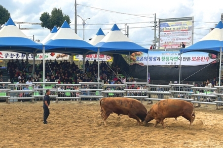 제17회 보은전국민속소힘겨루기대회 16일 개막