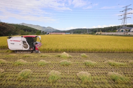[기획]아산 친환경 벼 첫 수확…수매통 도입으로 농작업 안전 높인다