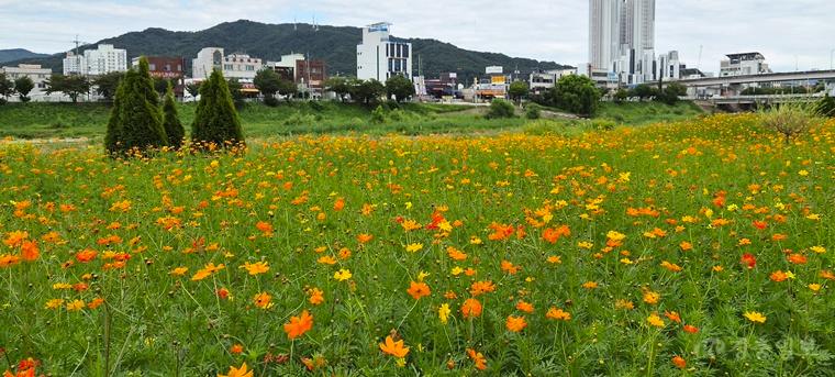 청주 무심천은 지금 황금물결… 황화코스모스 10만본 만개