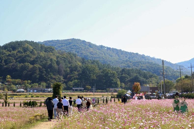 4. 대전 대덕구 ‘2026년 제10회 장동계족산 코스모스축제’ 성료(3).jpg